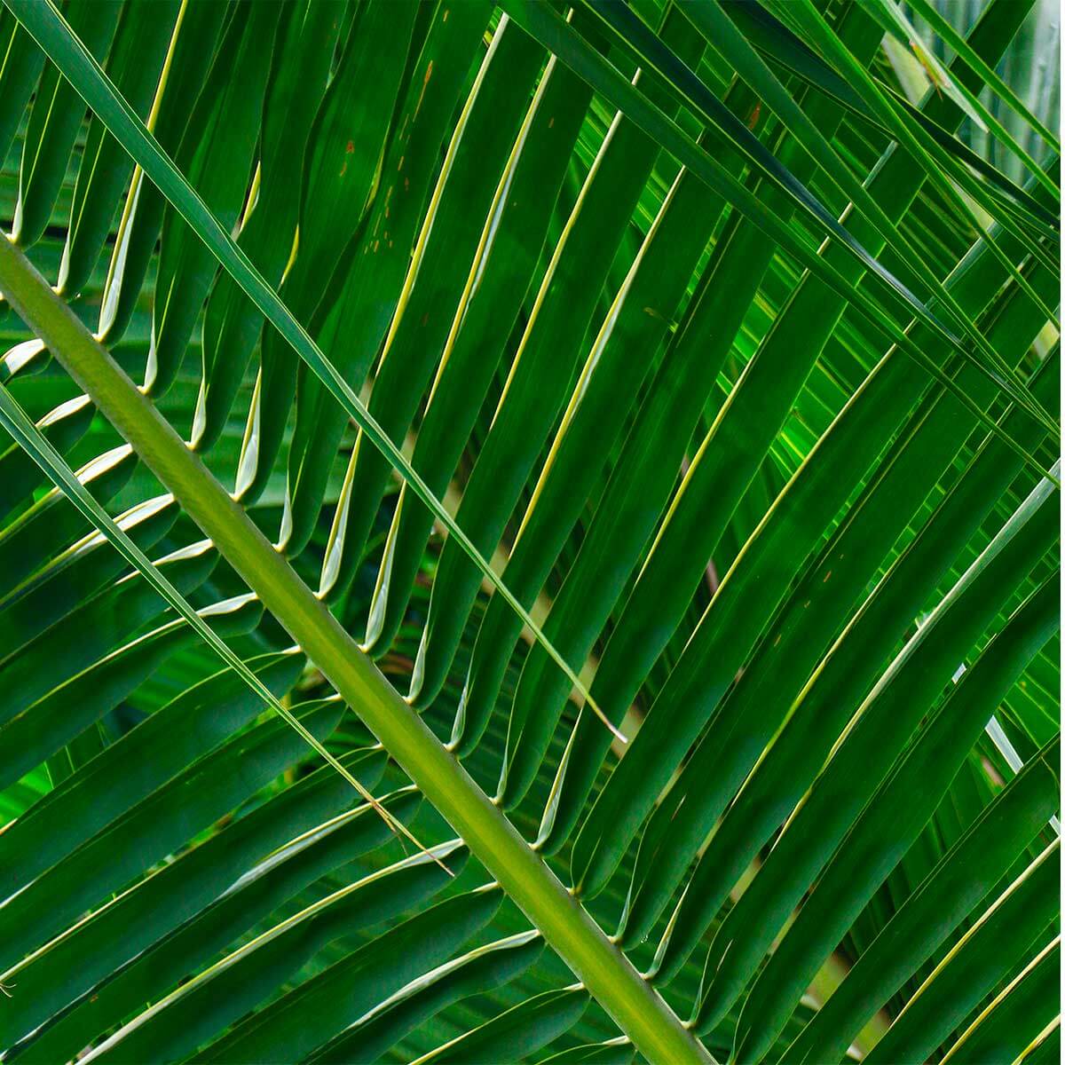 Gros plan sur une feuille de palmier synthétique - Boutique Palmex