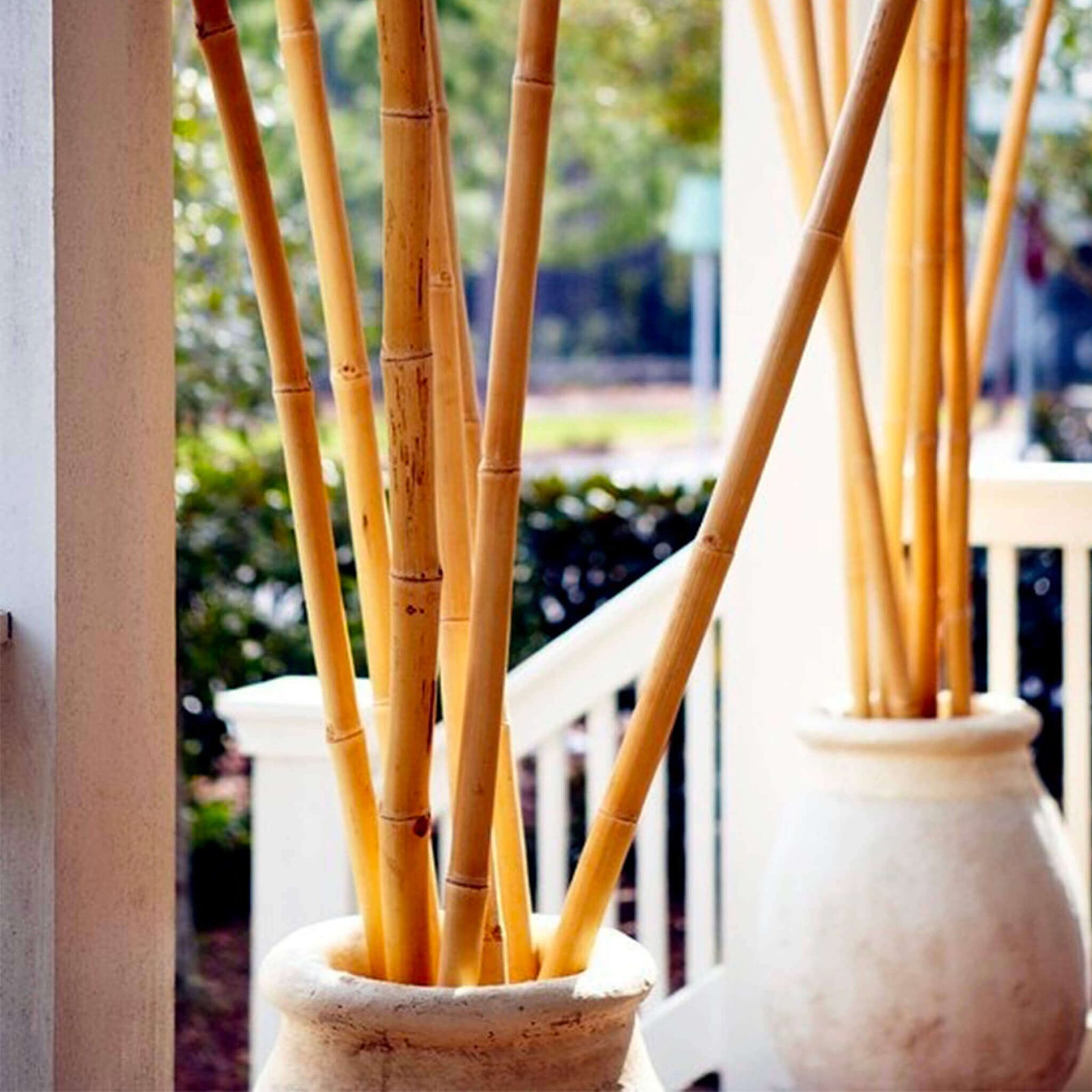 Morceaux de bambou de couleur naturelle décoratif dans un vase - Boutique Palmex